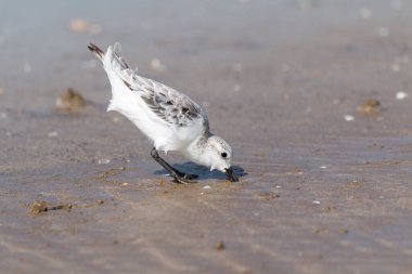 Donana sahilinde düğüm (Calidris canutus) besleniyor. Güney İspanya Donana Ulusal Parkı 'nda Wader
