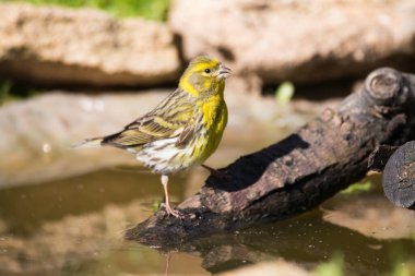 Erkek serin (Serinus serinus) bir ev bahçesindeki kuş banyosunda. Sarı kuş.