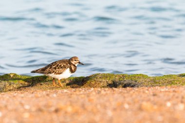 Turnstone (Arenaria) Güney İspanya 'da bir plajda yorumlanır. Ön tarafta odaklanmamış kum ve arka planda odaklanmamış deniz suyu.