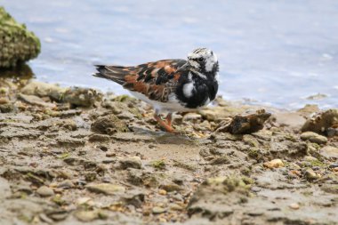 Turnstone (Arenaria), Odiel bataklık bölgesinde bulunur. Wader Güney İspanya 'nın doğal parkında foor arıyor