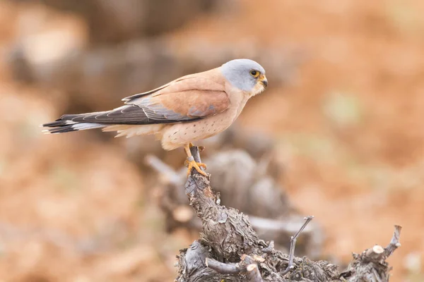 Cernícalo Menor Macho Anillado Falco Naumanni Posado Sobre Muñón Centro — Foto de Stock