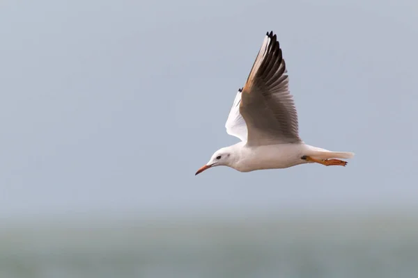 Узел Calidris Canutus Питается Пляже Донана Вадер Национальном Парке Донана — стоковое фото