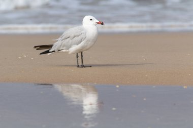 Donana sahilinde düğüm (Calidris canutus) besleniyor. Güney İspanya Donana Ulusal Parkı 'nda Wader