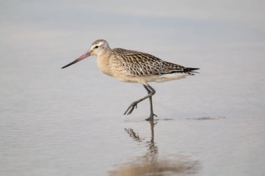 Donana sahilinde düğüm (Calidris canutus) besleniyor. Güney İspanya Donana Ulusal Parkı 'nda Wader