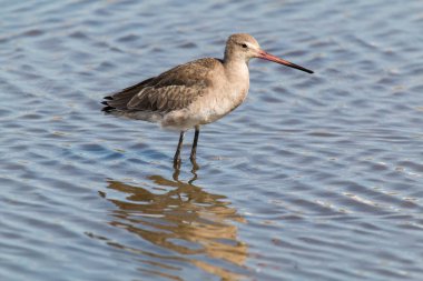 Odiel bataklık bölgesinde kara kuyruklu Godwit (Limosa limozası). Güney İspanya 'nın doğal parkında Wader. Uzun gagalı gri kuş