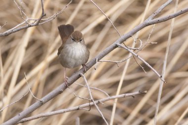 Cetti 'nin ötleğeni (Cettia cetti) orta İspanya' da bir taraya tünemiştir. Kahverengi ötleğen