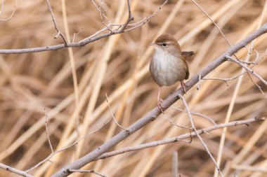Cetti 'nin ötleğeni (Cettia cetti) orta İspanya' da bir taraya tünemiştir. Kahverengi ötleğen