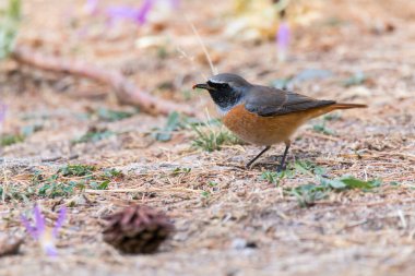 Yaygın Redstart 'in (Phoenicurus phoenicurus) erkeği, banknotta küçük bir böcekle yerde yatar. Kuş yiyen insetler. Kırmızı ve turuncu kuş, siyah yüzlü ve gri mantolu.