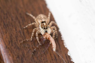Avıyla birlikte Salticidae örümceği. Küçük kahverengi örümcek sinek avladıktan sonra fotoğrafını çekmiş.