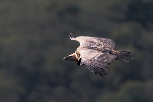 Buitre Leonado Gyps Fulvus Volando Sobre Río Tajo Parque Nacional — Foto de Stock