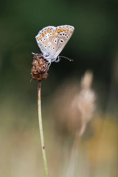 Papillon Bleu Sur Une Fleur Sèche Licaenidae Avec Fond Brun — Photo