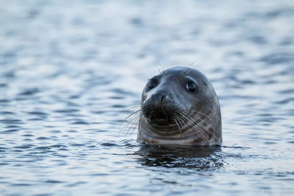 Grey Seal Halichoerus Grypus Looking Curious Scotland — Stock Photo, Image
