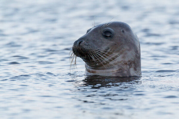 серый тюлень (Halichoerus grypus), любопытный в Шотландии