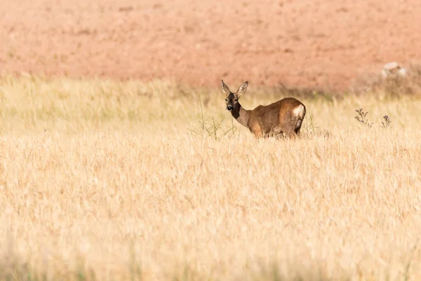 Jikry Capreolus Capreolus Obilném Poli Středním Španělsku — Stock fotografie