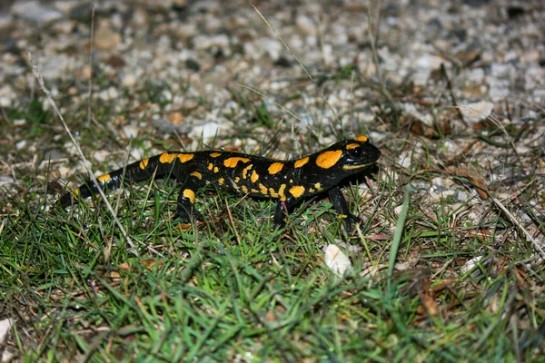 Salamandra Salamandra Salamandra Suelo Entre Hierba Anfibio Negro Amarillo —  Fotos de Stock