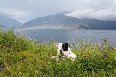Norveç 'te fiyorttan gökkuşaklı bir köpek geliyor.