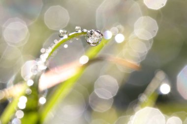 Su damlaları. Odaklanmış yansıması olan bir damla suyun ayrıntıları ve Bokeh ile görüntünün geri kalanı