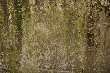 Duvar üzerinde betonun üzerinde büyüyen yeşil yosun. Beton duvar ile G