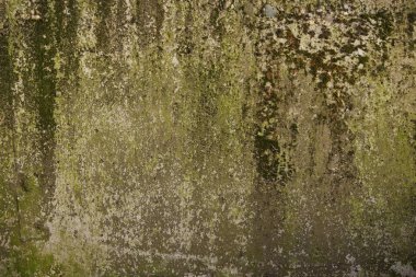 Duvar üzerinde betonun üzerinde büyüyen yeşil yosun. Beton duvar ile G