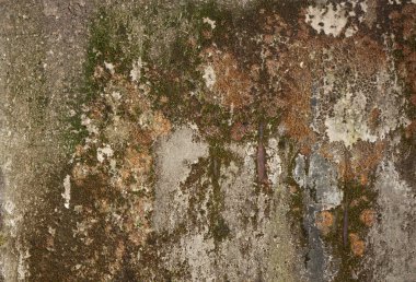 Duvar üzerinde betonun üzerinde büyüyen yeşil yosun. Beton duvar ile G