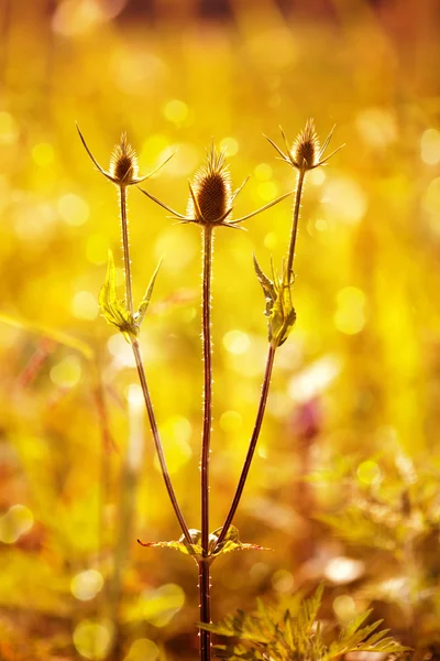 太陽の最後の線でとげのある草 — ストック写真