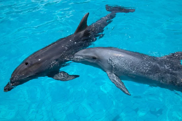 Dos delfines nadadores en el agua azul — Foto de Stock