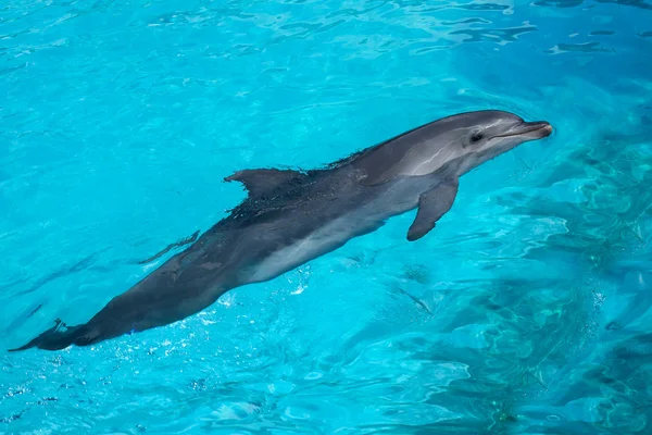 Δελφίνι κολύμπι στα γαλάζια της νερά — Φωτογραφία Αρχείου