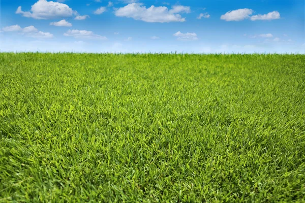 Hierba Verde y Cielo Azul en el Día de Verano — Foto de Stock