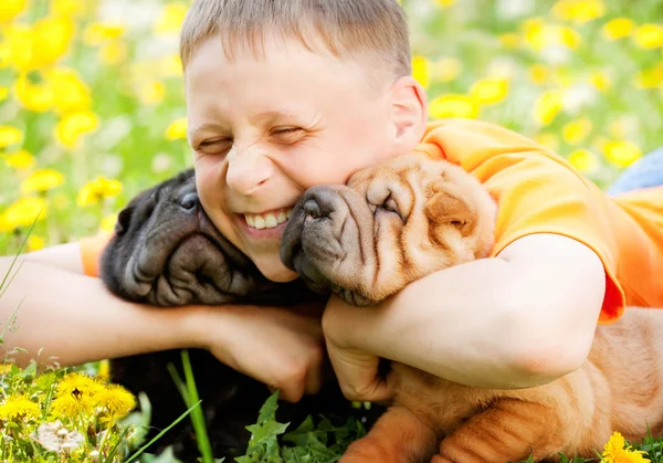 Niño feliz y dos perros Shar-Pei — Foto de Stock