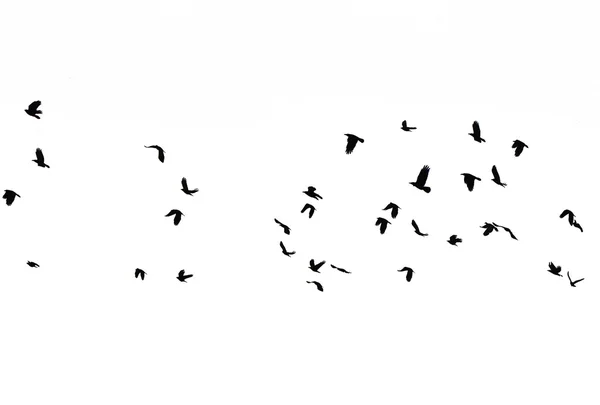 Set of Black Silhouettes of Birds Flying in the Sky. — Stock Photo, Image