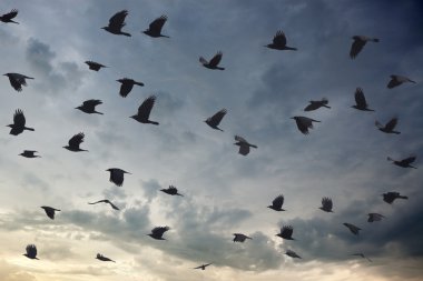 Alacakaranlıkta gökyüzü kapsayan kuş sürüsü silüeti