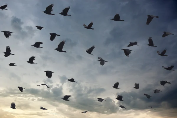 Silueta de aves bandada cubriendo el cielo al atardecer — Foto de Stock