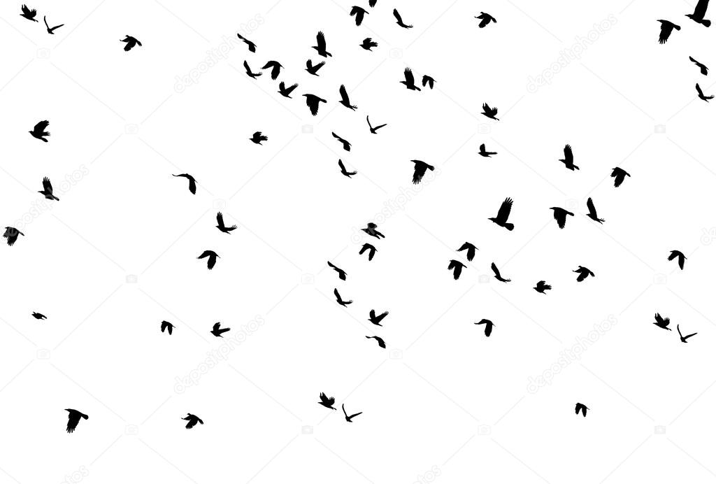 Set of Black Silhouettes of Birds Flying in the Sky.