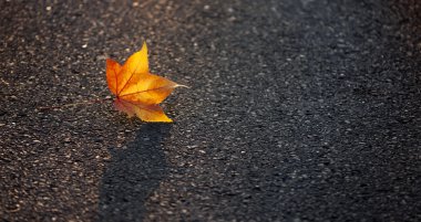 sárga levél fekszik a járdán