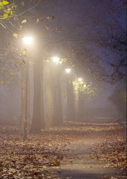 Туманні ночі осінь у парку Стокове Фото