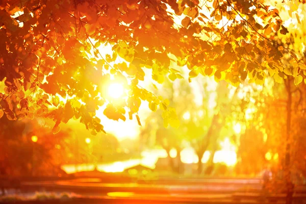 Slunce přes podzim listí — Stock fotografie