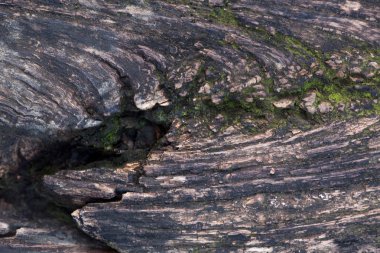 Yosun ve kalıp bir ahşap tahta etkiler