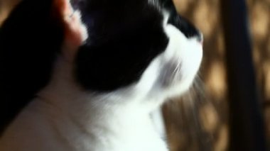 Üç renkli kedi namlu