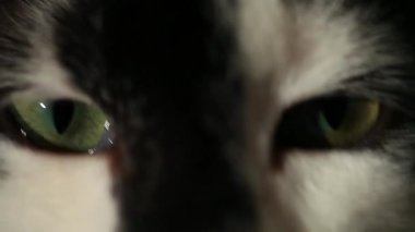 Üç renkli kedi namlu