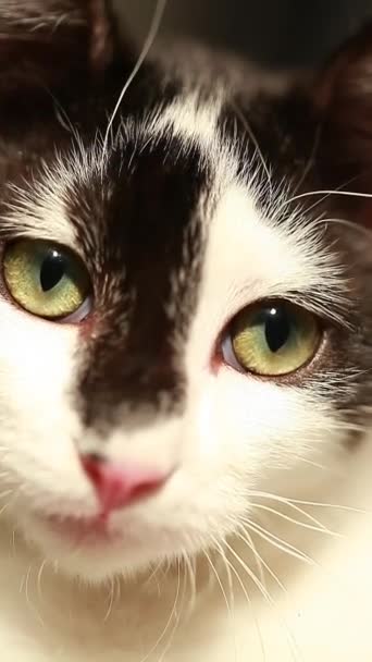 Three-color cat muzzle — Stock Video