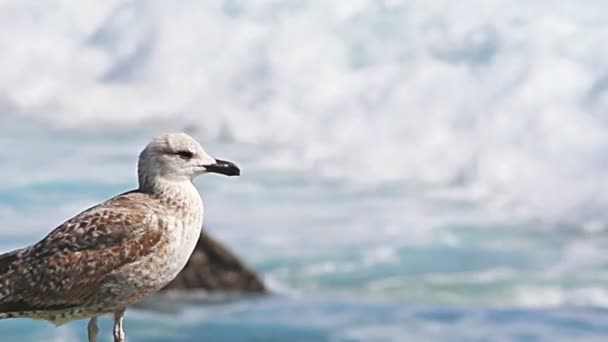 Young seagull close up — Αρχείο Βίντεο
