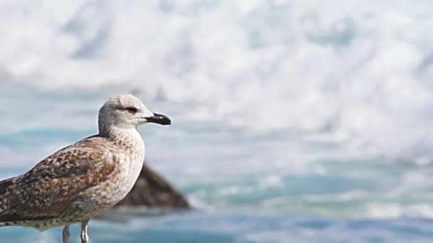 Young seagull close up — Stok video