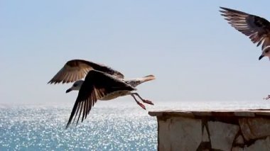 Young seagulls  on a wall