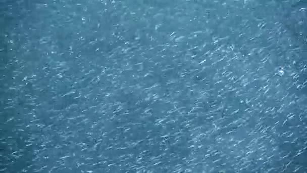 School of fish - sardines — Stock Video