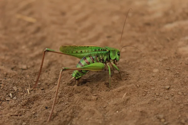 Saltamontes Imagen De Stock