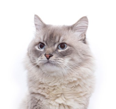 Bir kedinin portresi