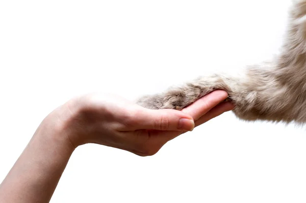 Pata de gato en la palma de una persona Imágenes De Stock Sin Royalties Gratis