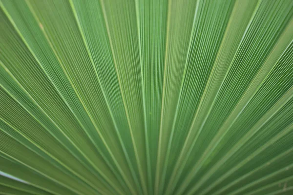 Фотографія пальмового листя зеленого кольору в абстрактному стилі або фоні. Модний абстрактний літній фон природи . — стокове фото