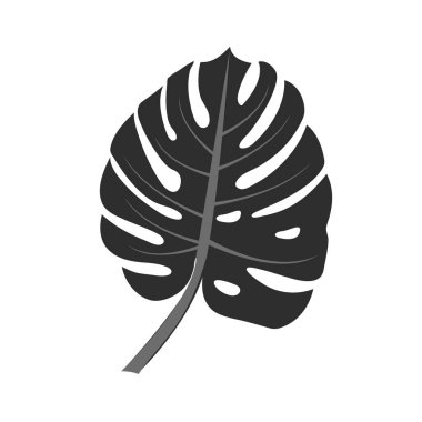 Beyaz arka planda tropik Monstera yaprağı ya da palmiye bitkisi. Vektör illüstrasyonu