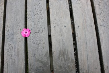 Tarafsız gri bir zemin üzerinde pembe bir çiçek, tahtalar için fazladan alan. metin ya da tasarımınız